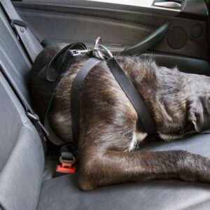 ARNES PARA PERRO TALLA L CS12 (STOCK LAST )